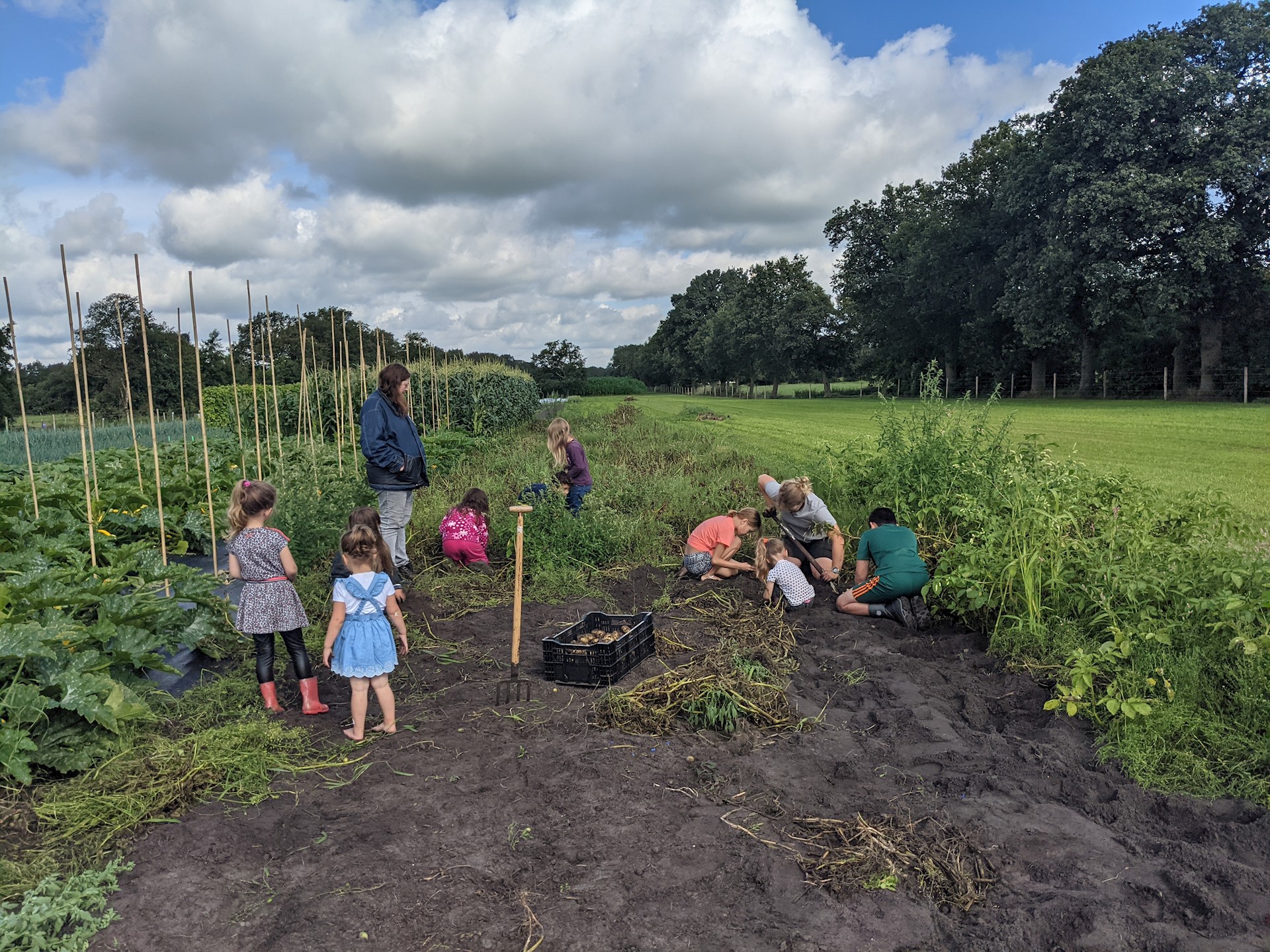 Eerste aardappeloogst binnen met hulp van de kinderen