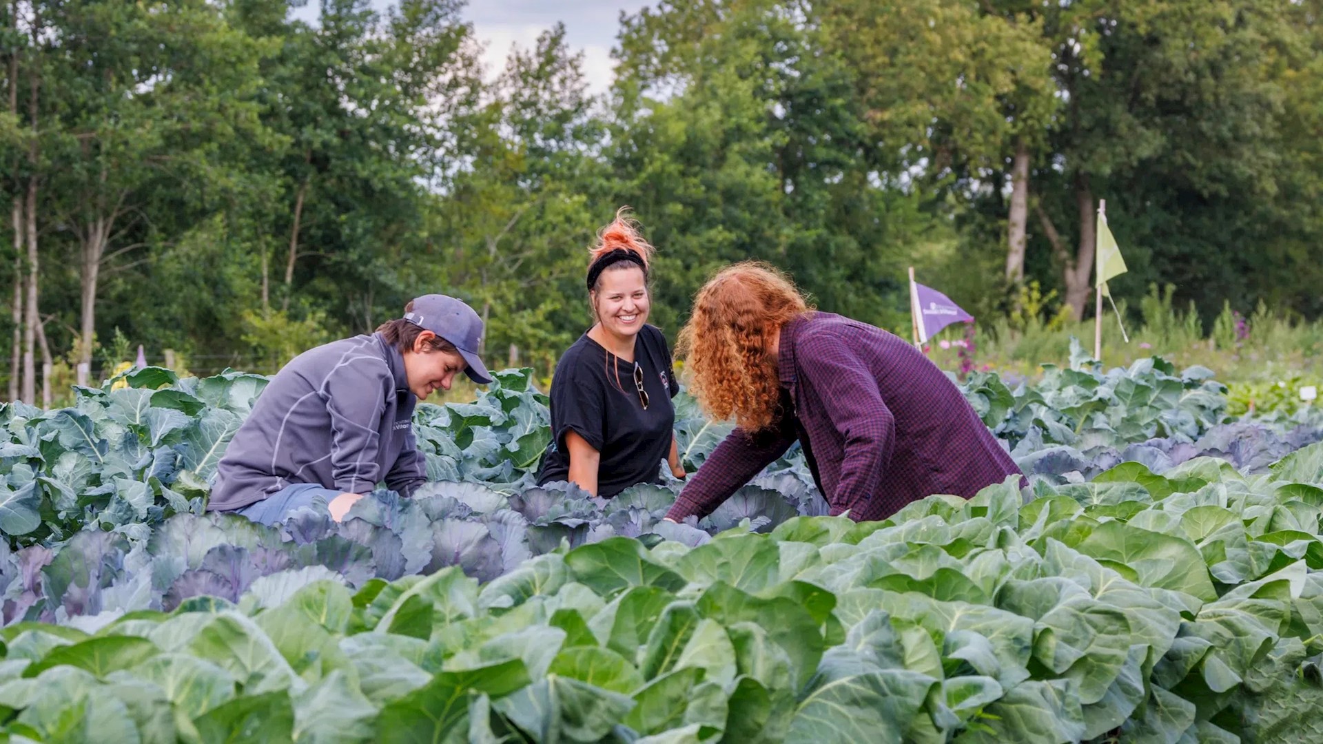 Reportage over sociale zelfoogsttuin