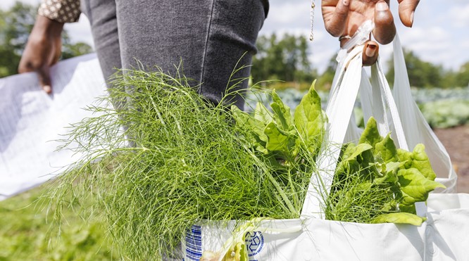 Oogstaandelen: voor jezelf én voor een ander